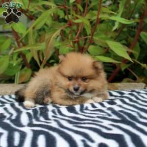 Tamara, Pomeranian Puppy